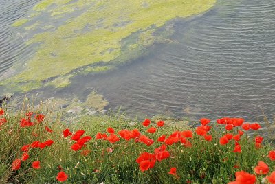 Les coquelicots du marais.