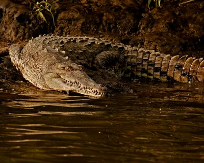 American Crocodile