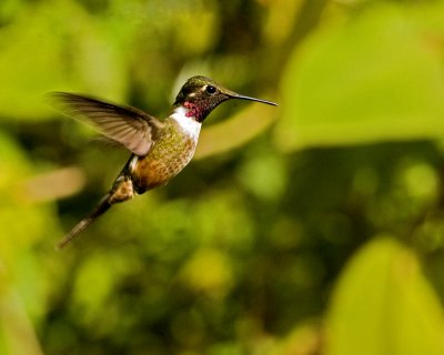 Magenta-throated Woodstar