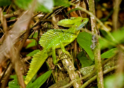 Emerald Basilisk Lizard