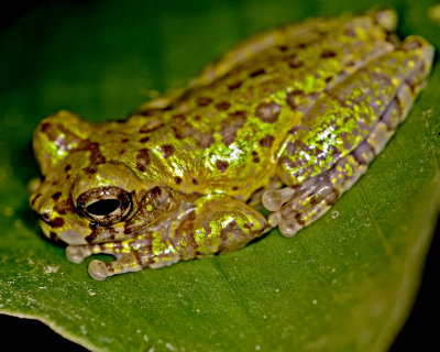 Lancaster Treefrog
