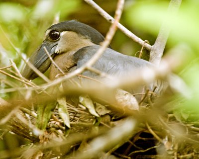 Boat-billed Heron on nest