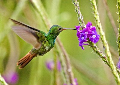 Rufous-tailed Hummingbird