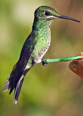 Green-crowned Brilliant