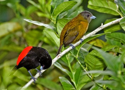 Passerini Tanager (male and female)
