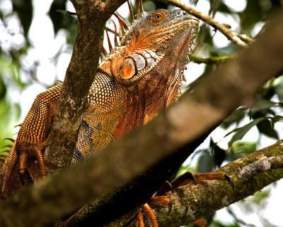 Reptiles & Amphibians of Costa Rica