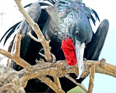 Great Frigatebird (male)