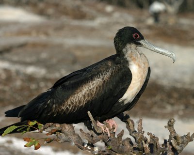 Great Frigatebird (female)