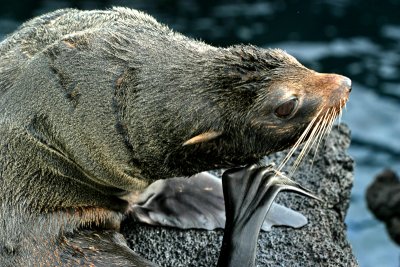 Sea Lion