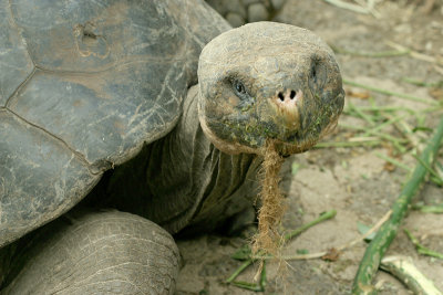 Ancient Galapagos Tortoise