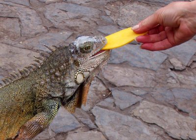 Green Iguana eating mango