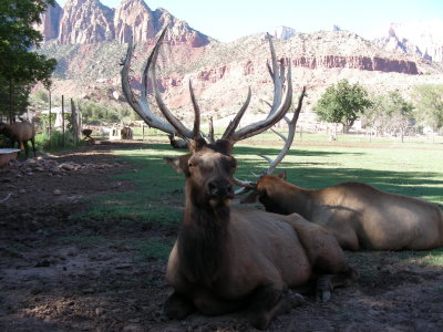 Chillin with the elk.JPG