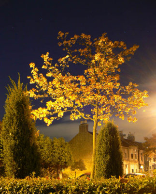 08_Oct_07  Sycamore By Night