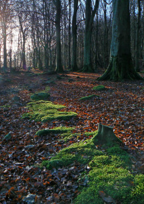 10_Dec_07 <br> Countesswells Forest