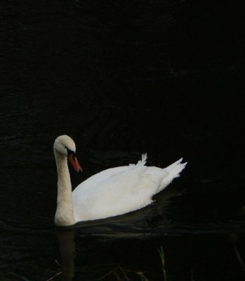 12_Dec_07  Swan on the Don