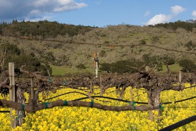 Mustard in the vineyards