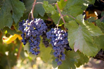 Vines