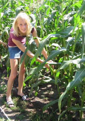 Picking sweet corn