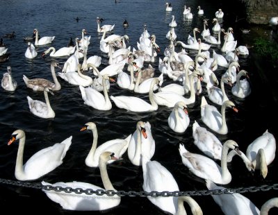 Hungry Thames Swans