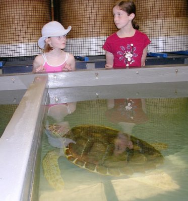 Three sizes of turtles