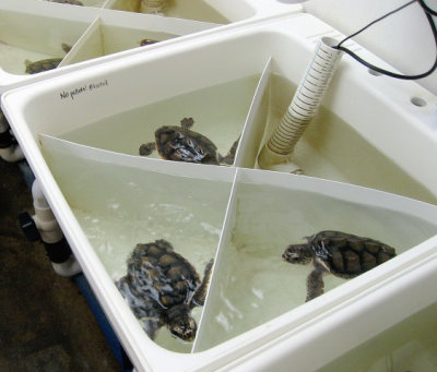 Turtles in the nursery