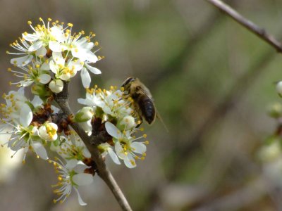 Bee Collecting Flower