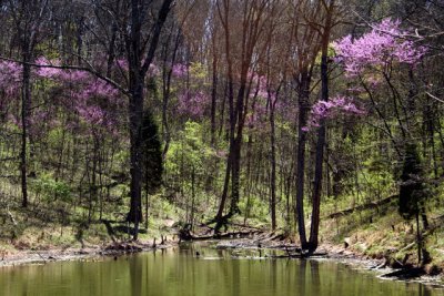 Kentucky Spring 2007