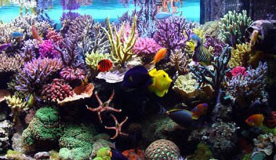 10th: aquarium