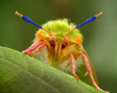 4th: spindle bug