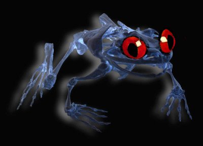 3rd: skeletal frog