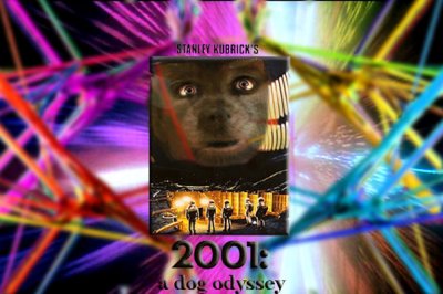 10th:  a dog odyssey