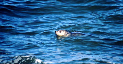 A friendly Seal