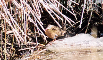 Virginia Rail