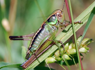 grasshopper-2.jpg