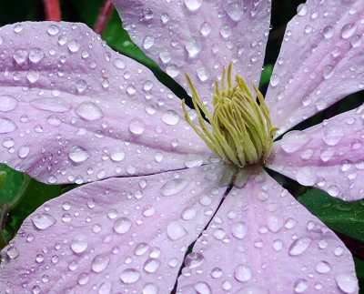 Clematis