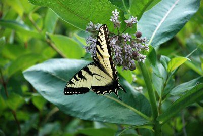 Swallowtail Butterfly