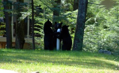 Black Bear with three cubs