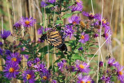 Monarch and Wild Asters