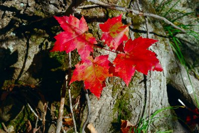 Maple-Leaves.jpg