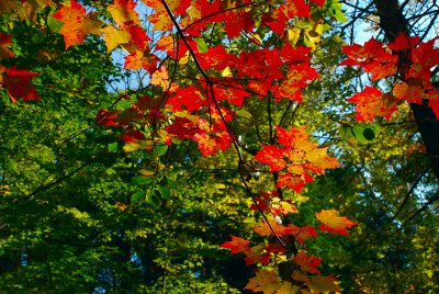 Maple-Leaves-II.jpg