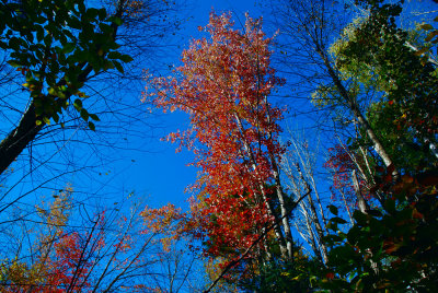 Maple tree, Guinea Pond