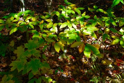 Young Beeches and Maples