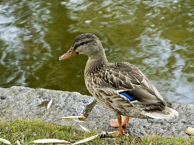 1duck.jpg