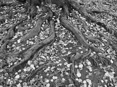 1roots.jpg