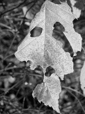1leaf.jpg