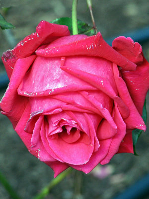 1rose.jpg