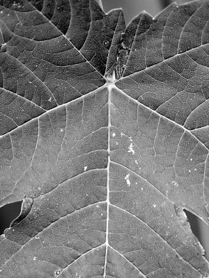 1veins.jpg
