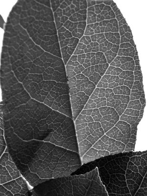 1leaf.jpg