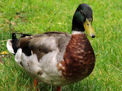 1duck.jpg