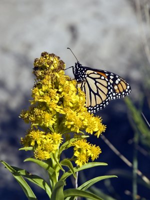 1butterfly.jpg